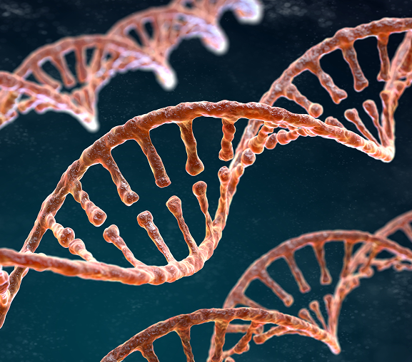 PDRN-DNA 주사